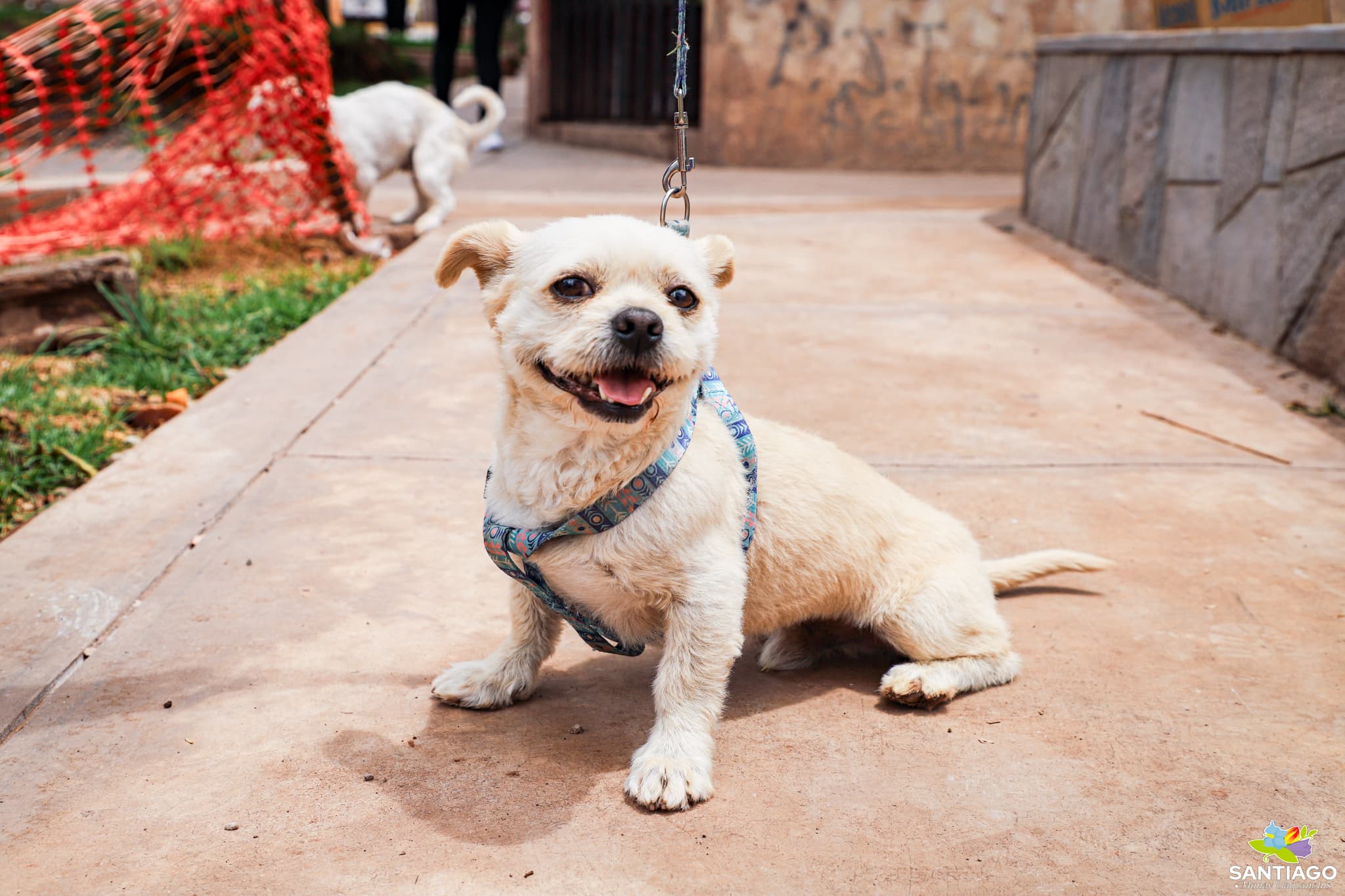 Alqo Wasi marca hito nacional con más de 12 mil atenciones veterinarias en Santiago-Cusco